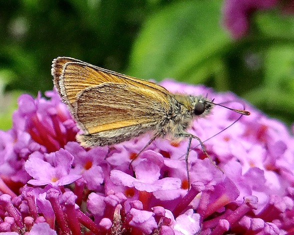 small skipper